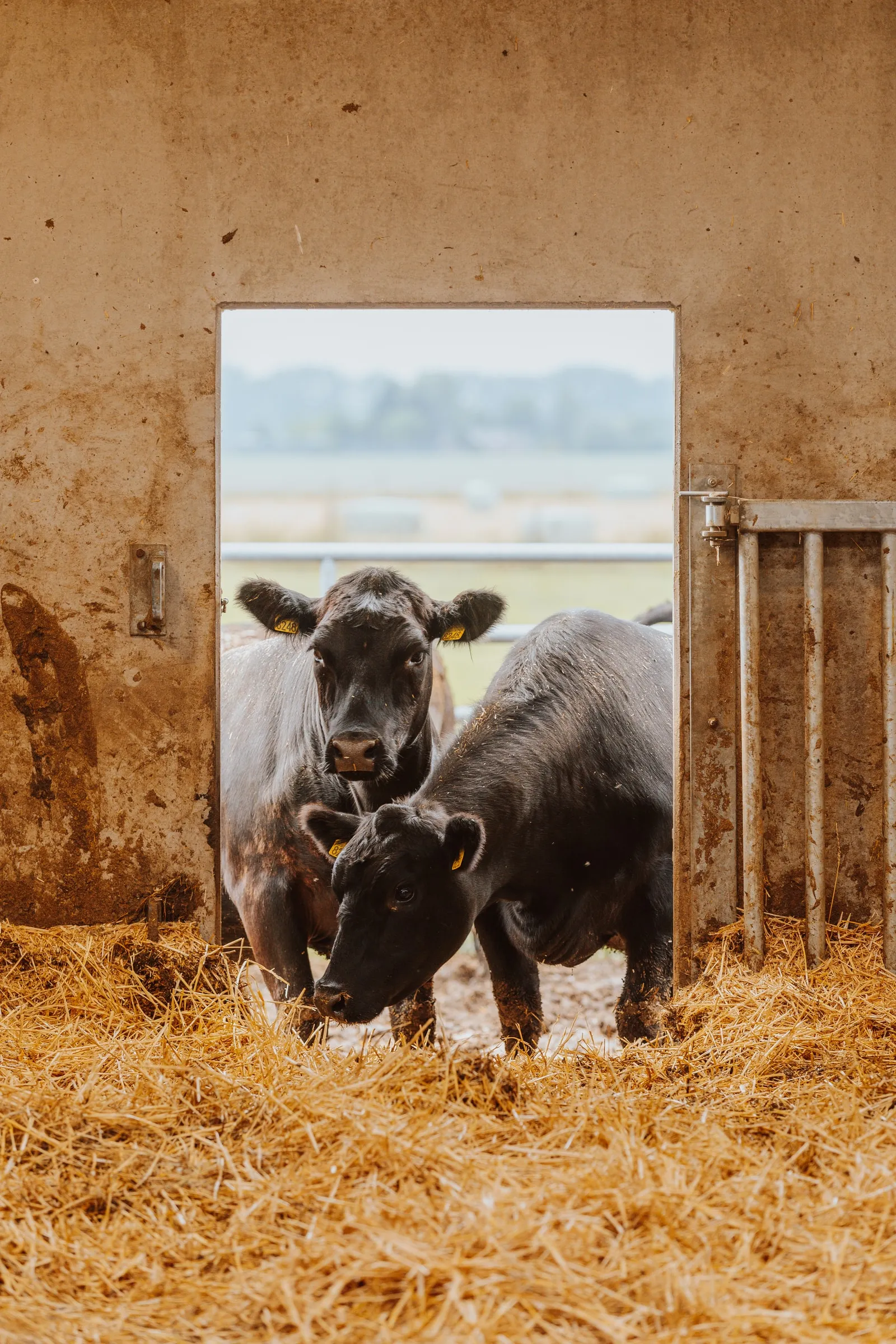 Twee Black Angus-runderen op stro aan de open staldeur in Helkijn