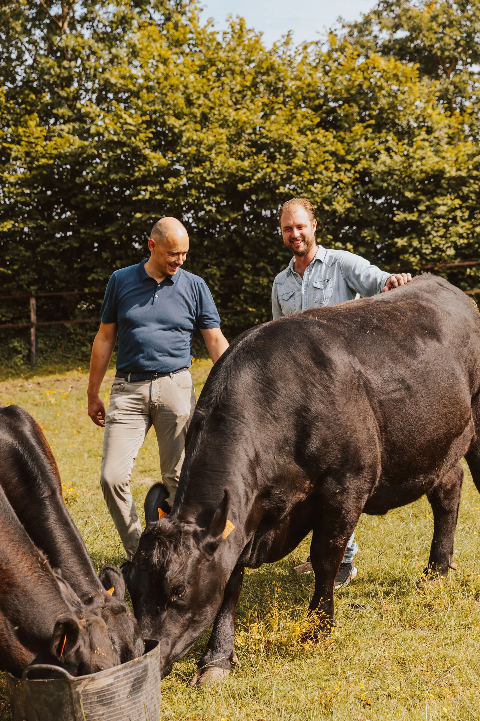 Arnaud Vandenbogaerde en Ludovic Ghyselen in de weide bij een Black Angus-koe die graast