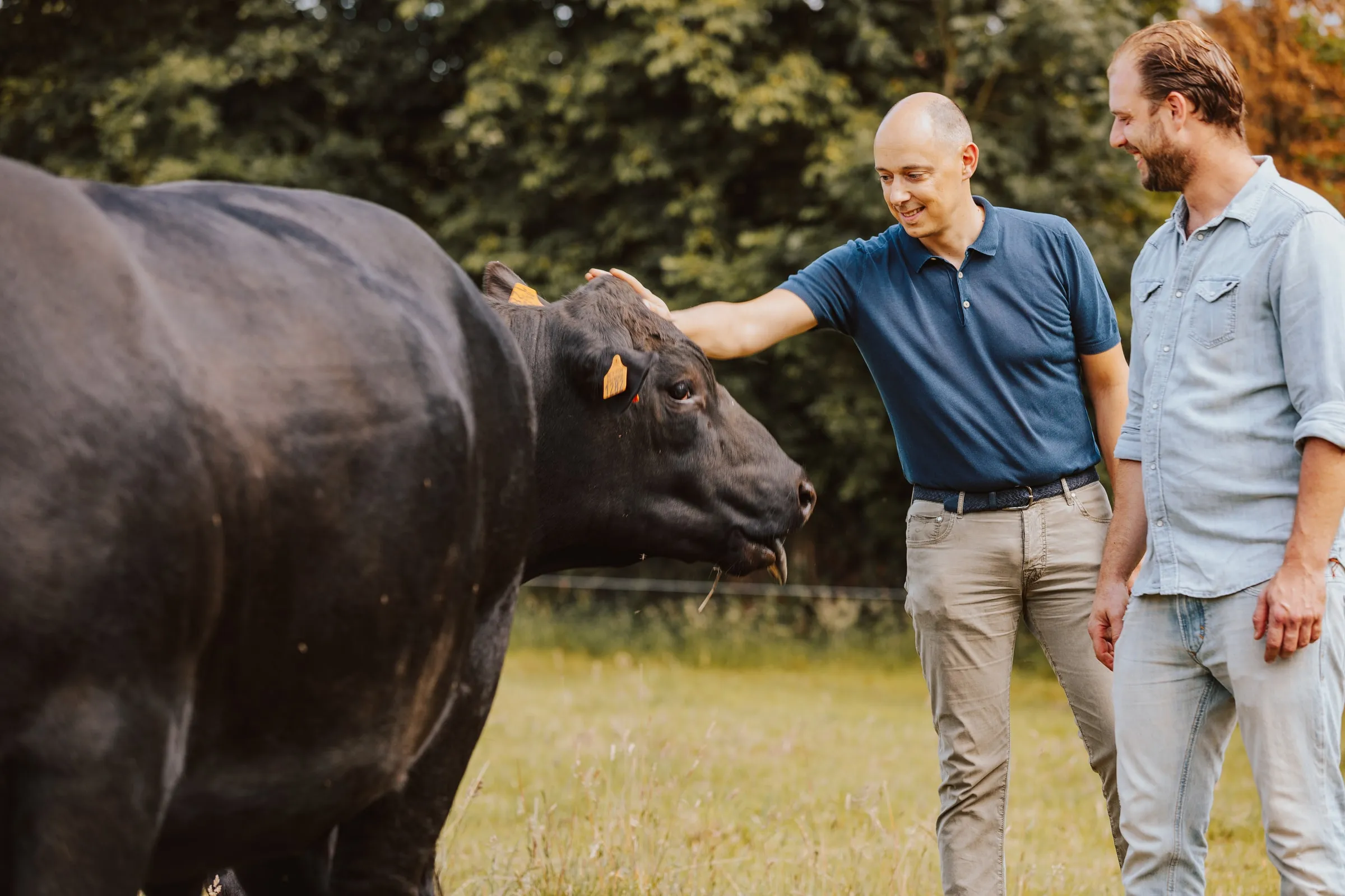 Arnaud Vandenbogaerde aait een Black Angus-stier, Ludovic Ghyselen kijkt toe, in de weide