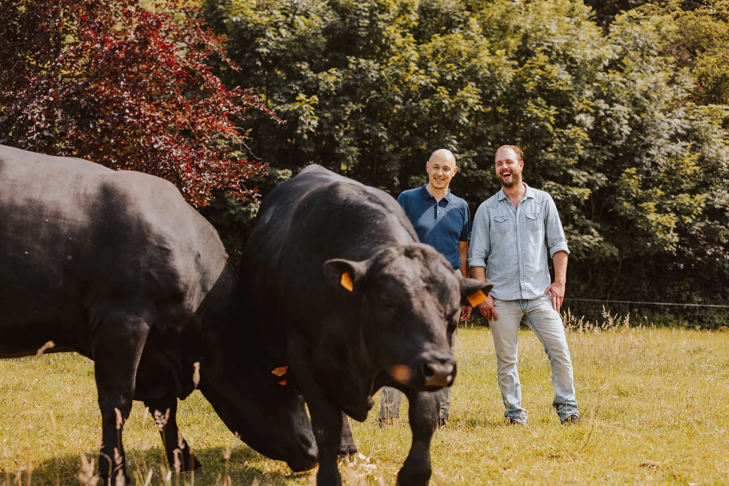 Arnaud Vandenbogaerde en Ludovic Ghyselen lachend in de weide, achter twee Black Angus-runderen