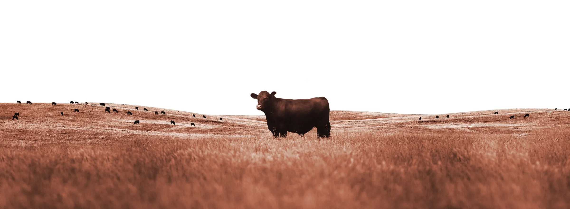 Een Black Angus-rund alleen in een golvend grasland, de kudde verspreid op de heuvels erachter, in koperen tinten
