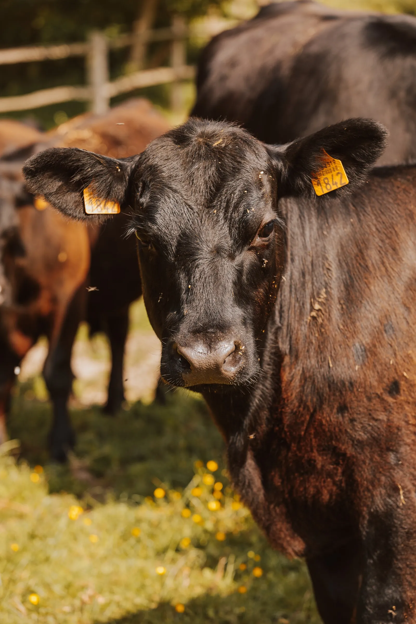 Een jong Black Angus-rund tussen de kudde in de weide
