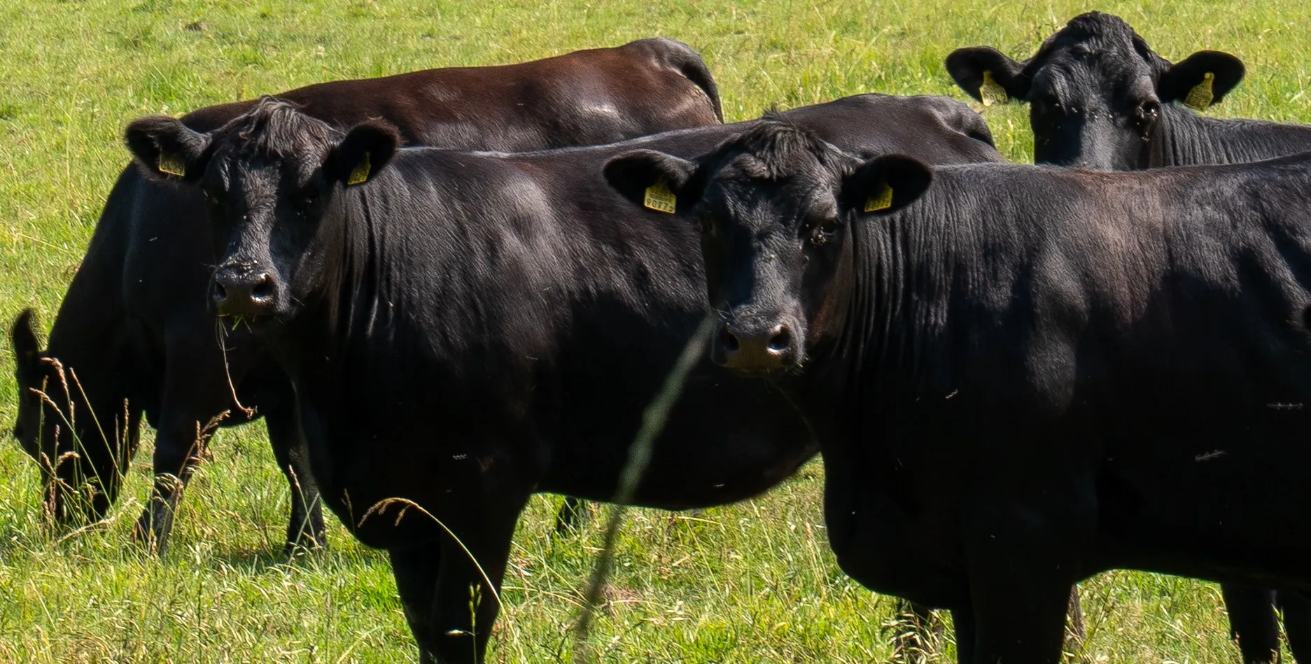 Black Angus-koeien dicht bij elkaar in de weide in Midden-Frankrijk