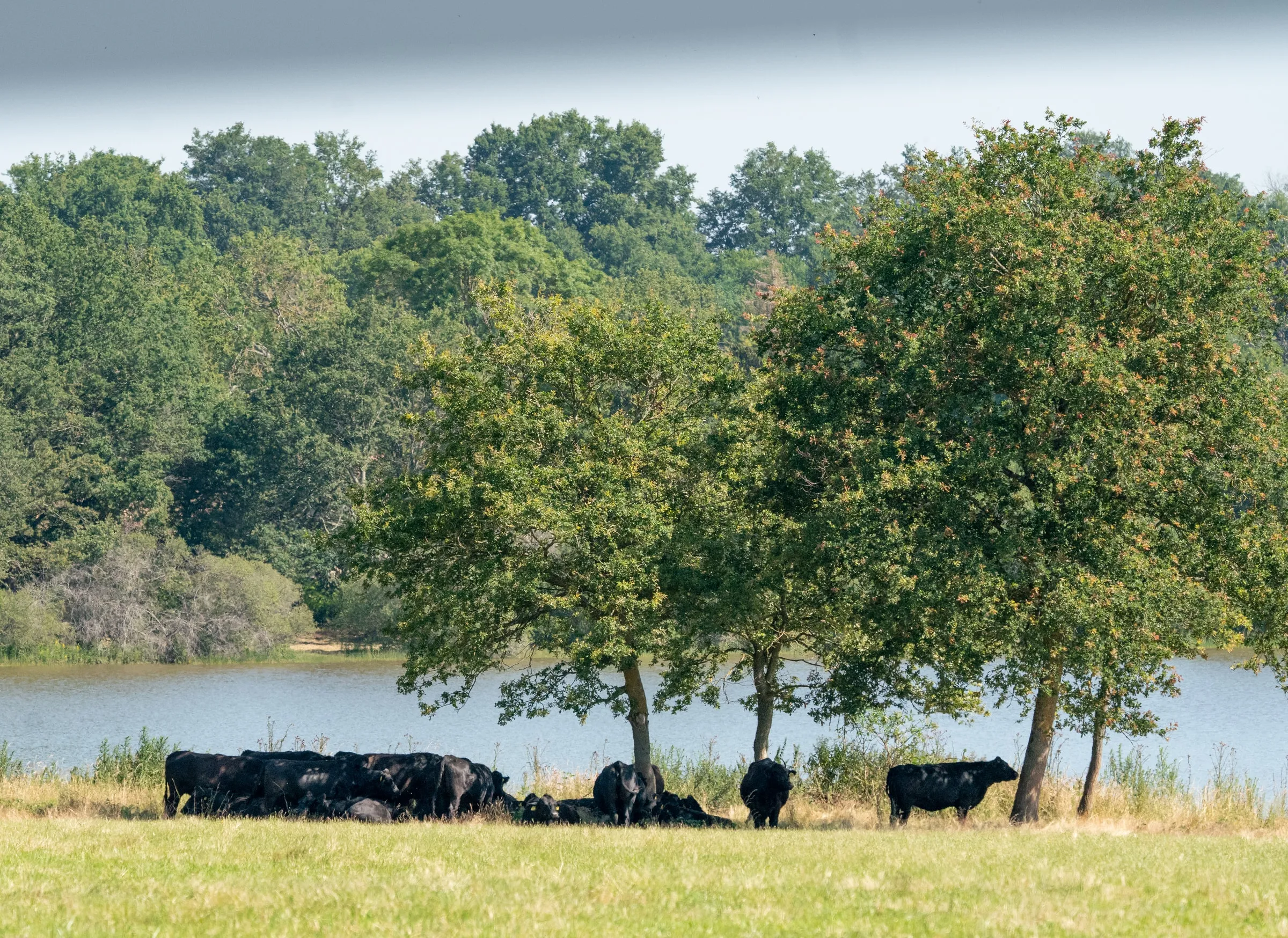Een kudde Black Angus rust in de schaduw van bomen aan een meer in Midden-Frankrijk