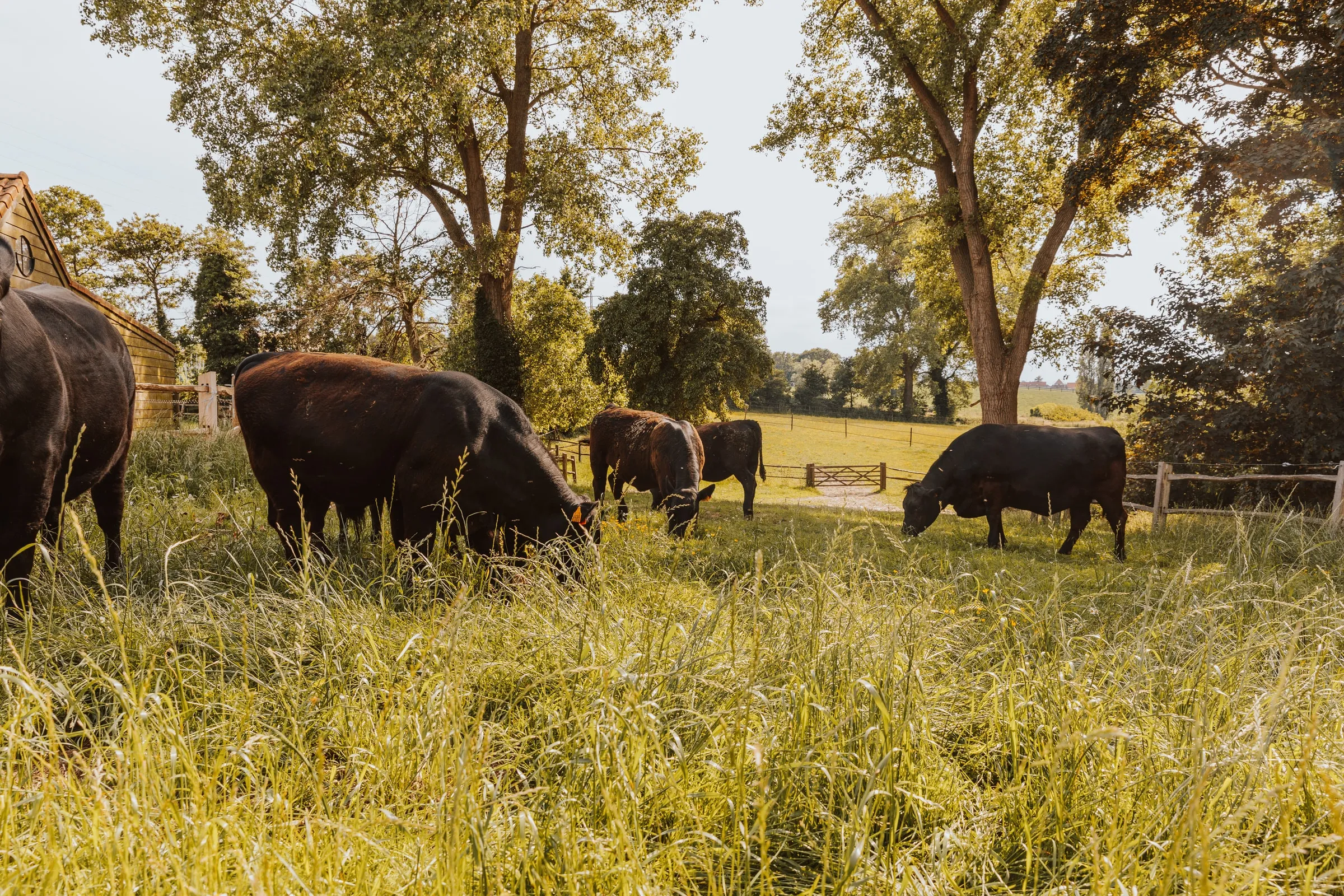 Een kudde Black Angus graast in het hoge gras onder de bomen, een omheining op de achtergrond