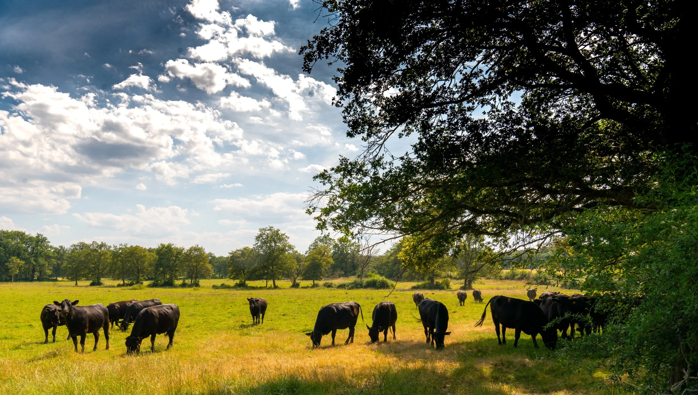 Een kudde Black Angus graast in een zonnige weide in Midden-Frankrijk, met bomen aan de rand