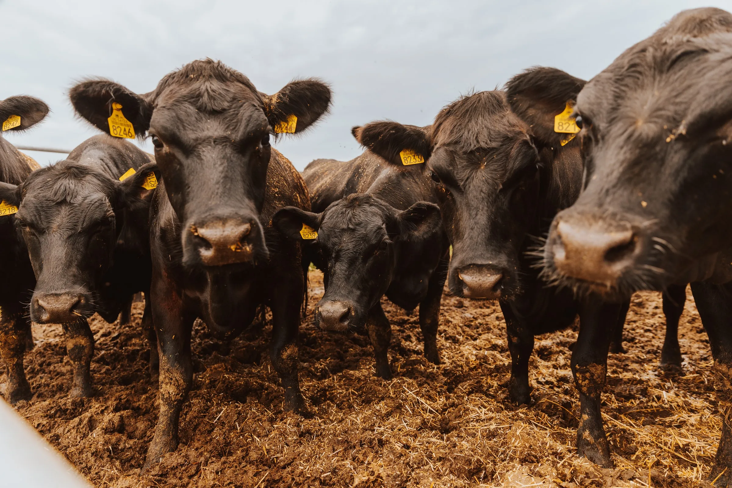 Nieuwsgierige Black Angus-runderen kijken in de lens