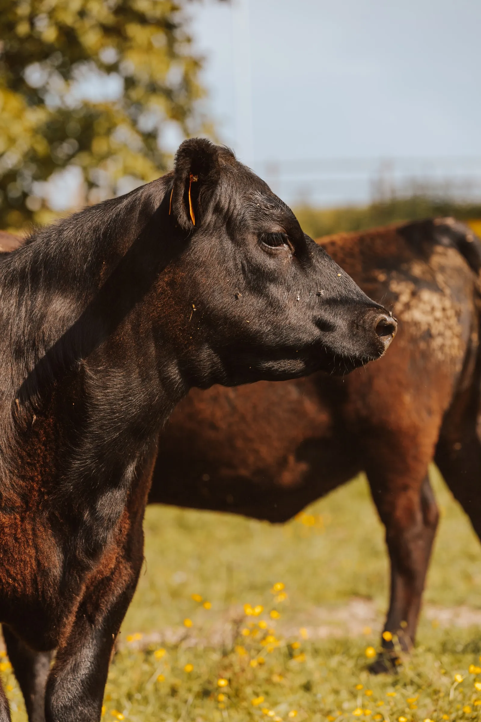 Kop van een Black Angus-rund van opzij, in de zon