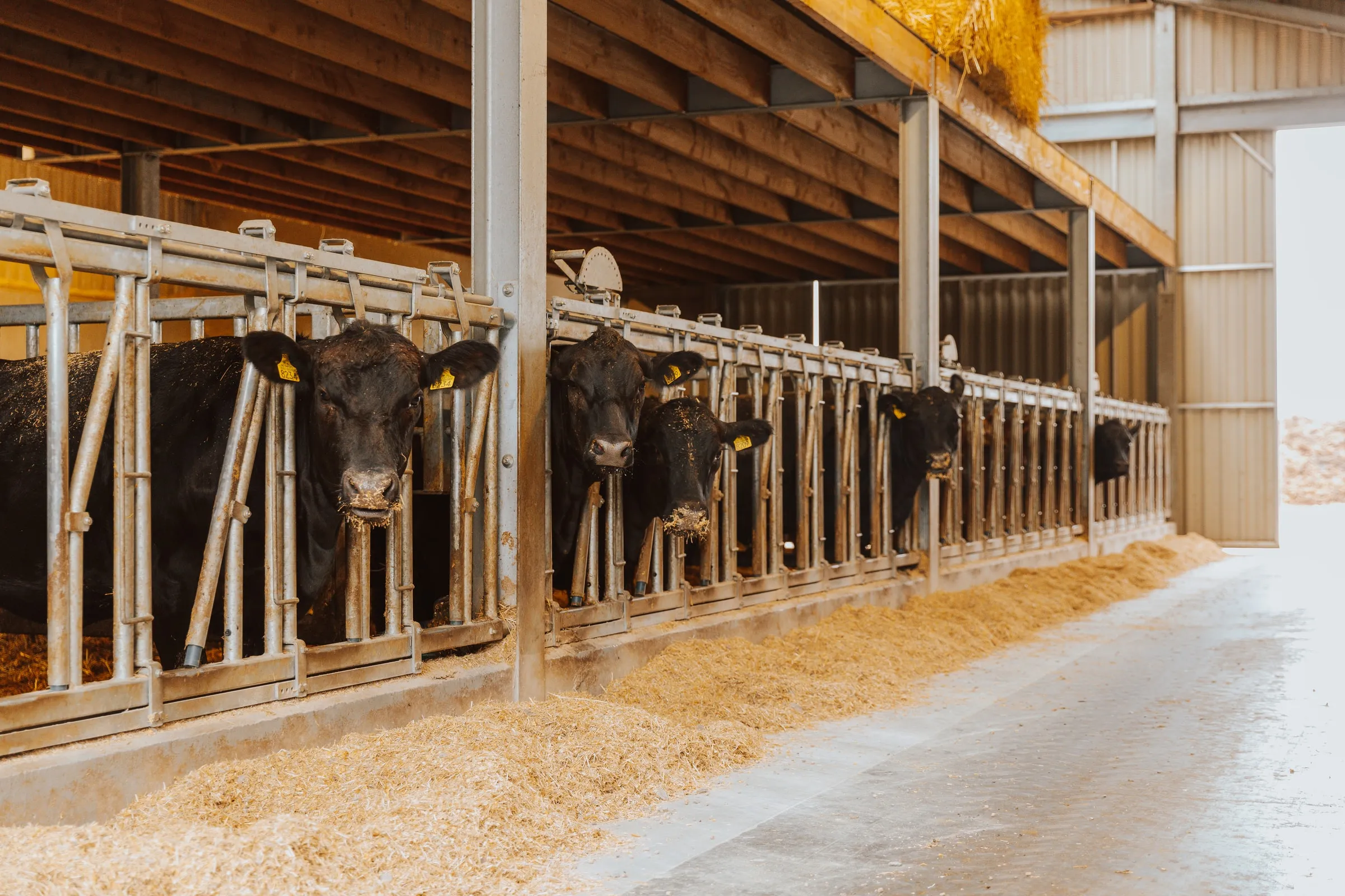 Een rij Black Angus-runderen aan het voederhek in de stal, het stro vers uitgestrooid