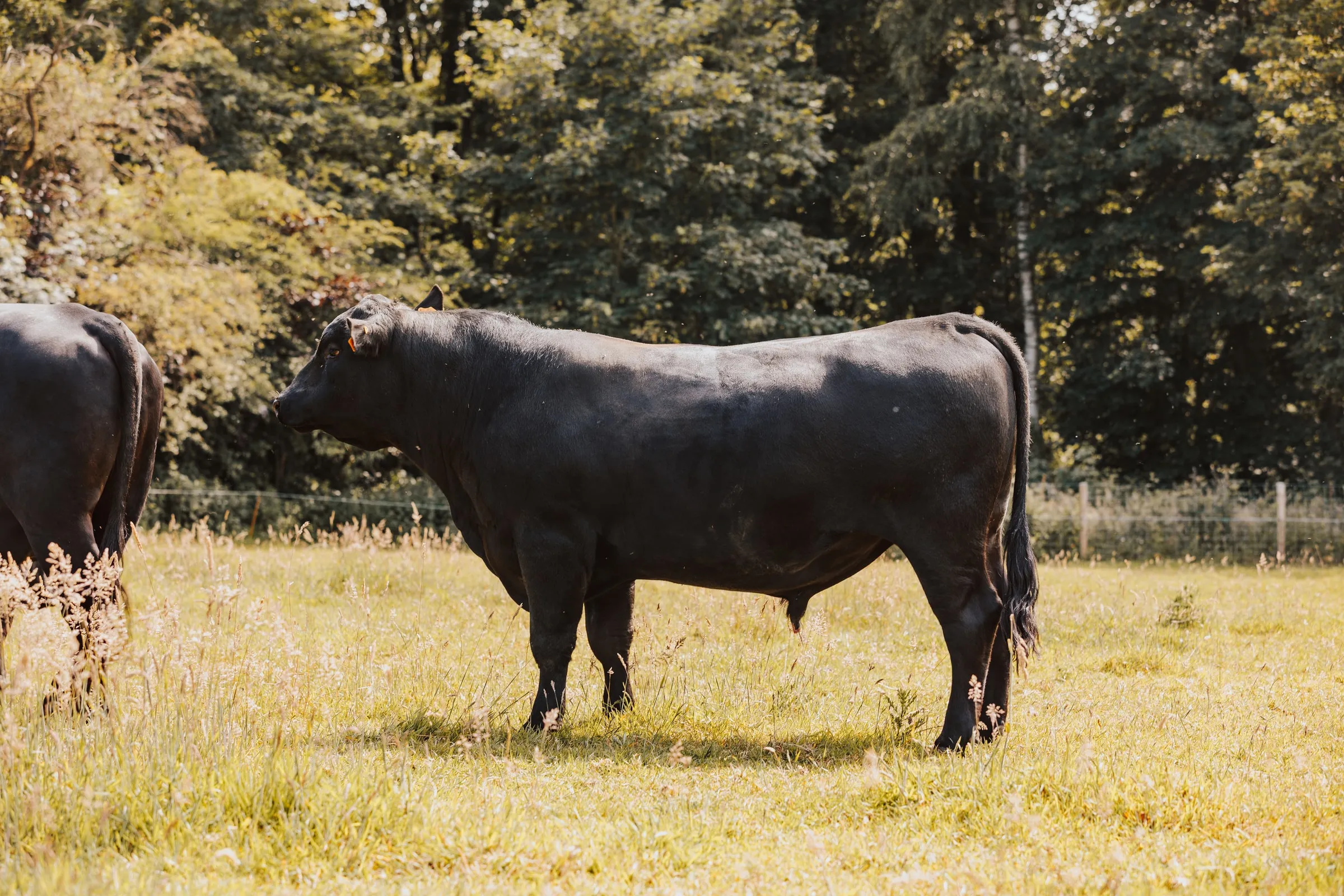 Een Black Angus-stier staat van opzij in een zonnige weide, bomen op de achtergrond