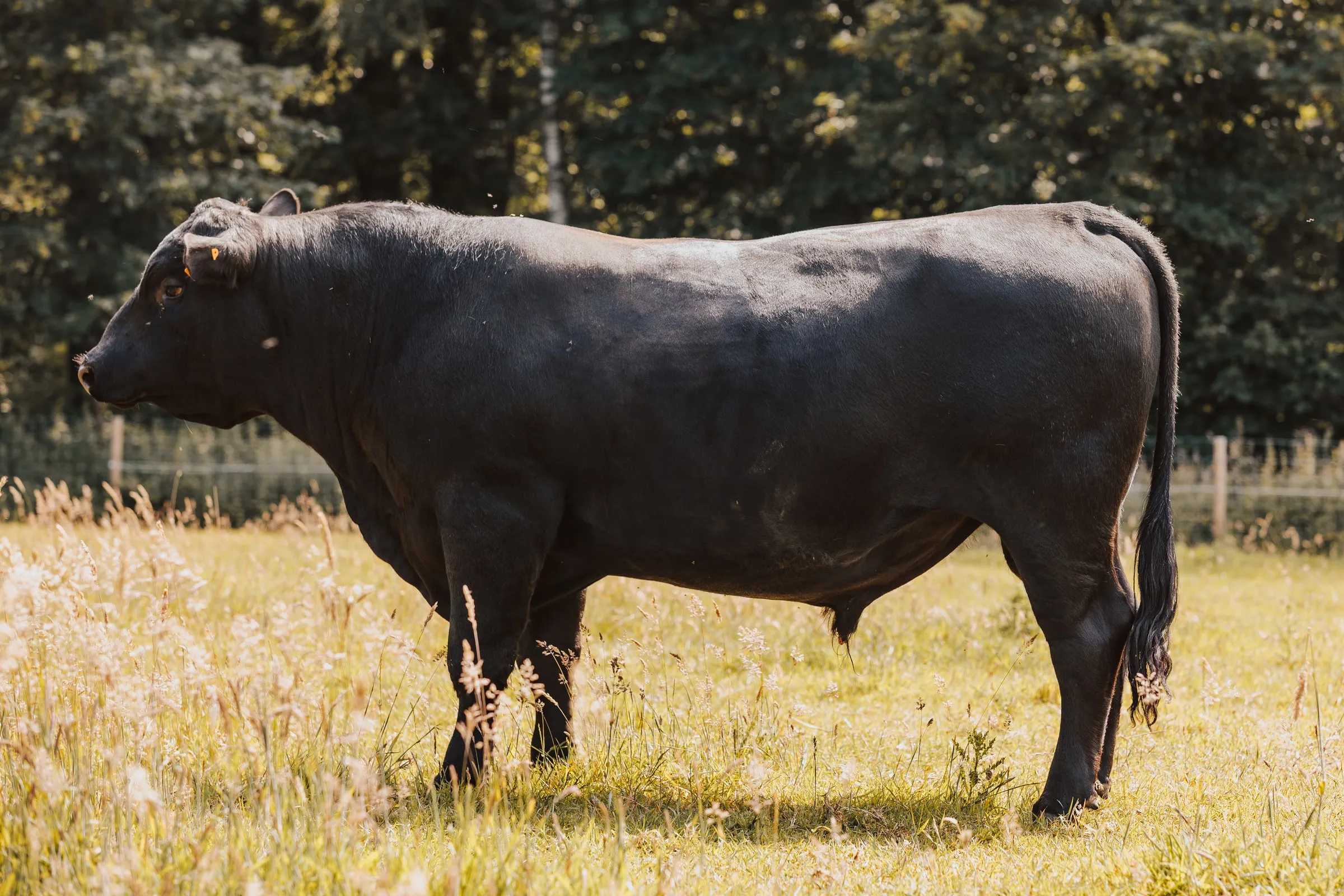 Een Black Angus-stier in de weide, van opzij