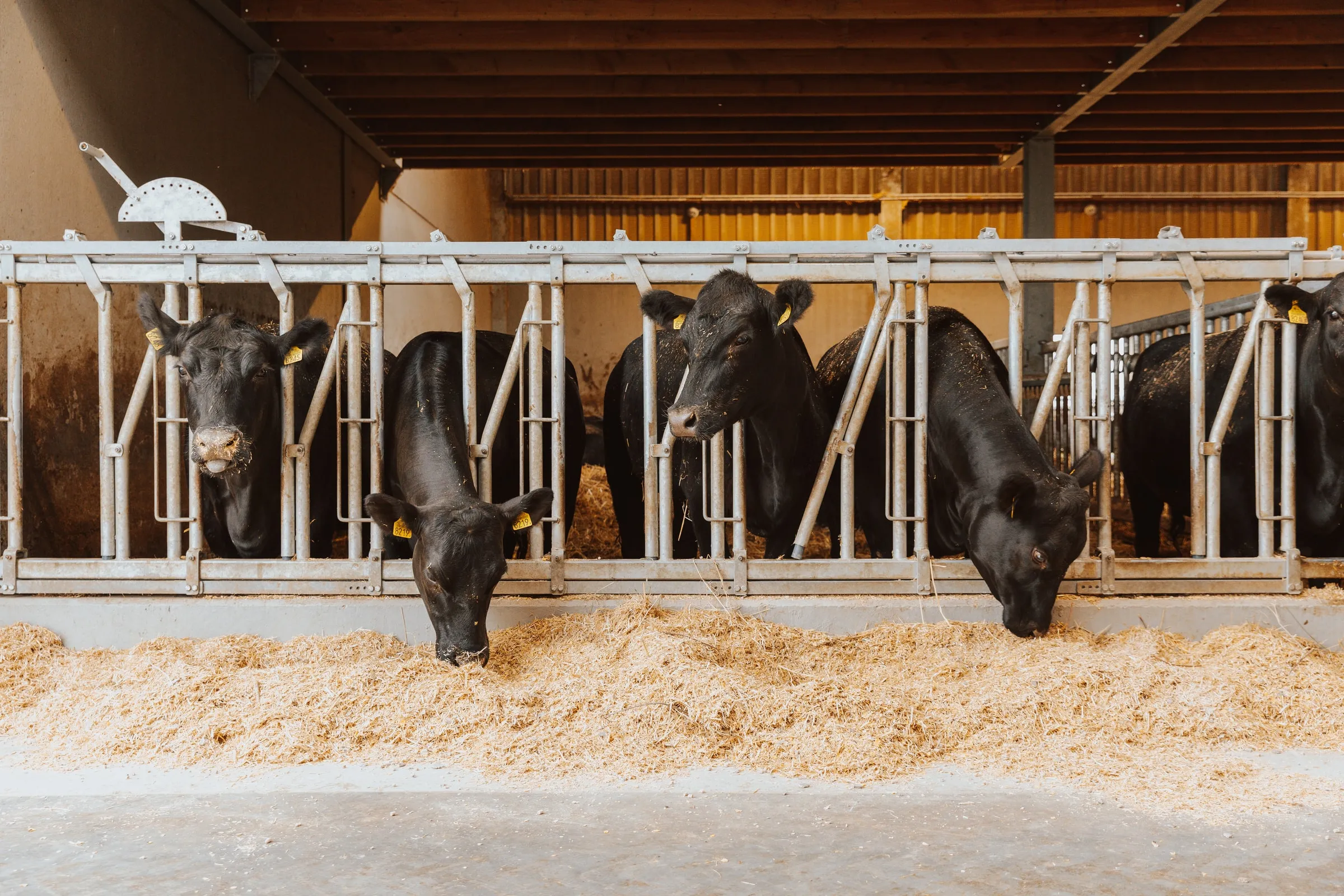Black Angus-runderen eten aan het voederhek in de stal, met stro op de grond